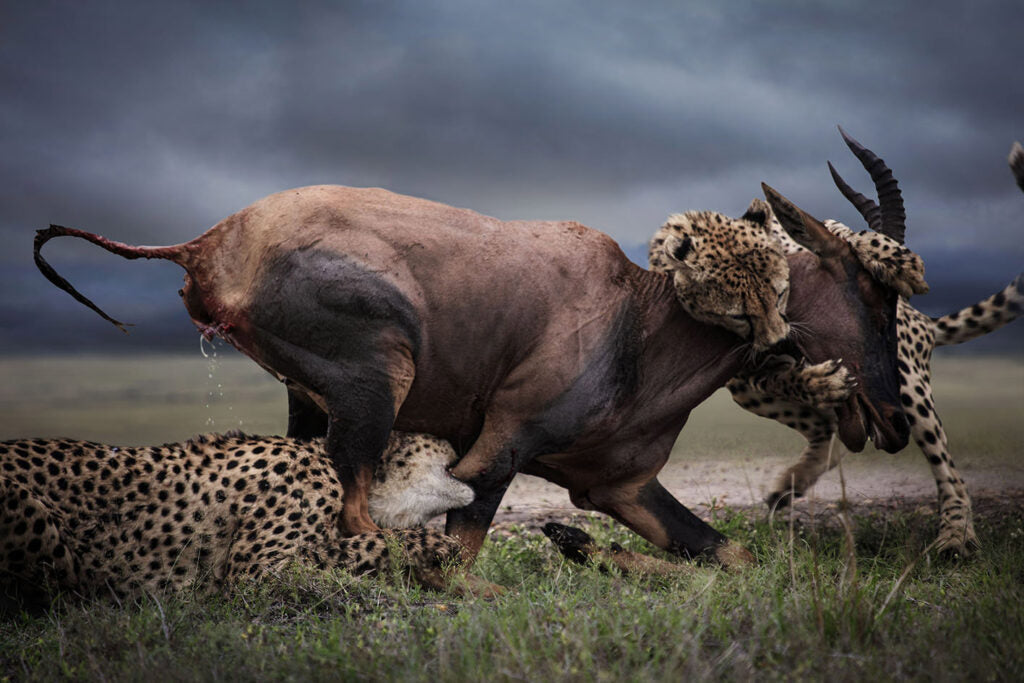 The Kill