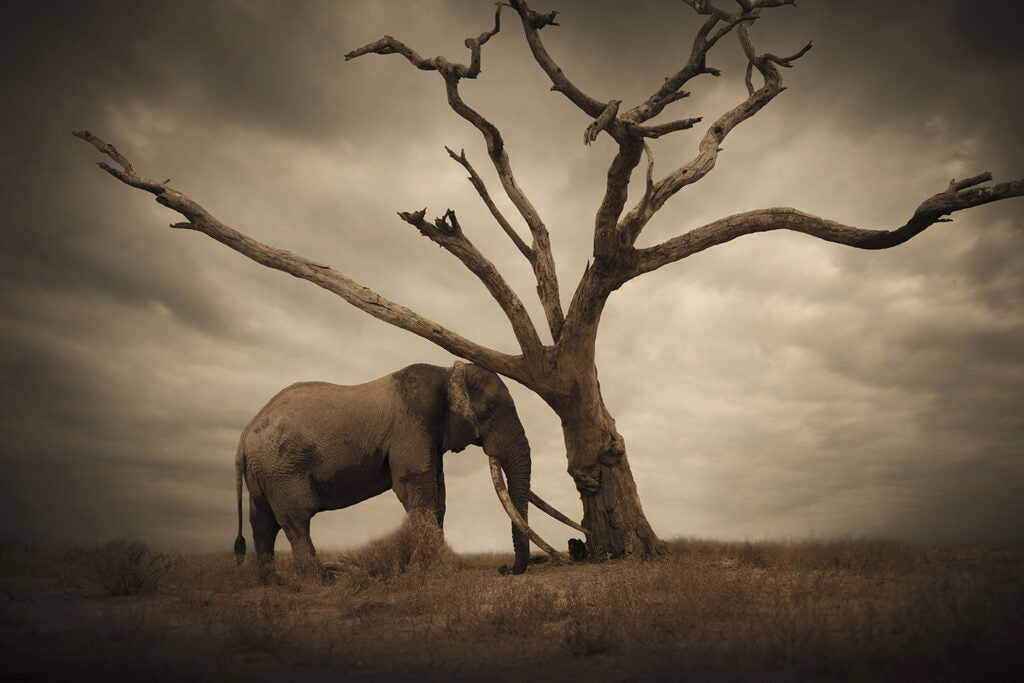 The Tree
