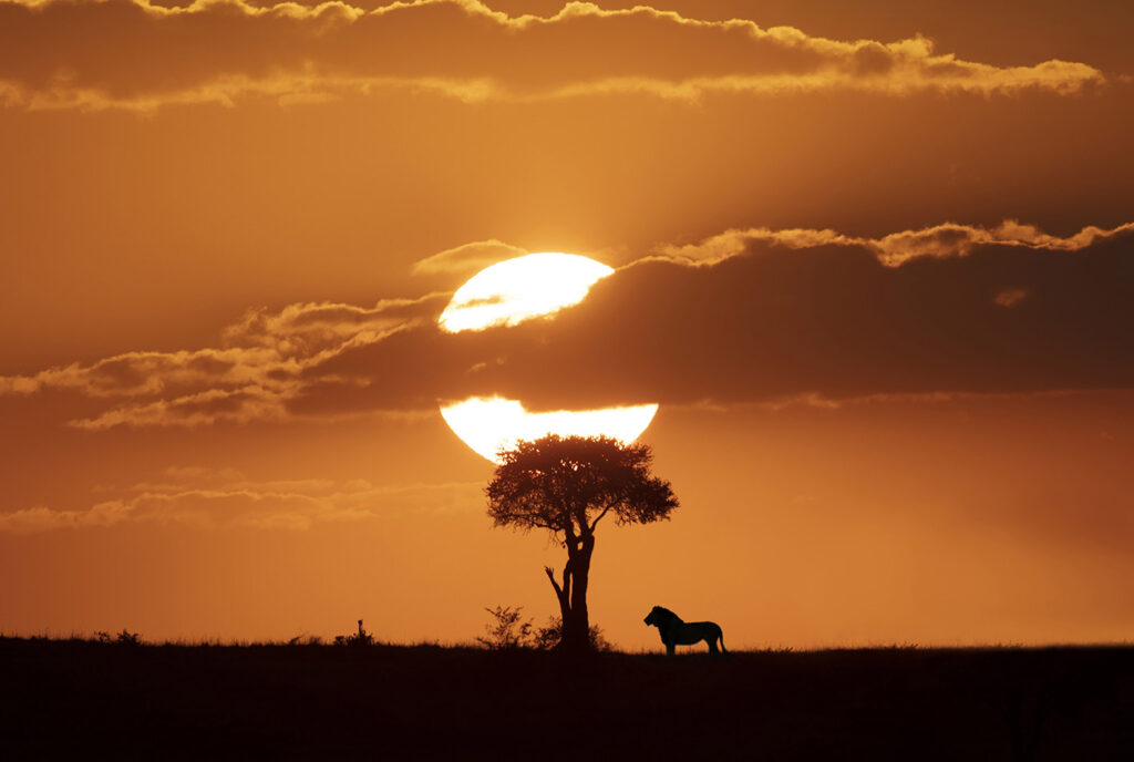 Tree Of Life